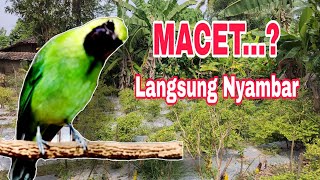 Terapi Jomin Macet Bunyi || Sekali Dengar Langsung Nyaut