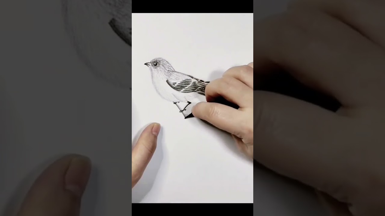 Simple strokes of birds | Pencil Drawing | Stick Drawing | Drawing