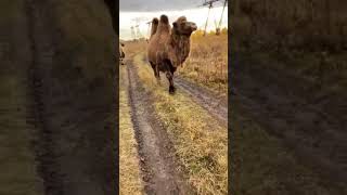 Верблюды В Красноярске