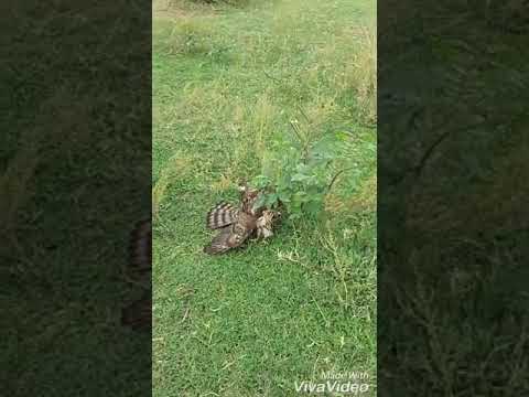 Mountain Hawk Eagle Vs Created goshawk 