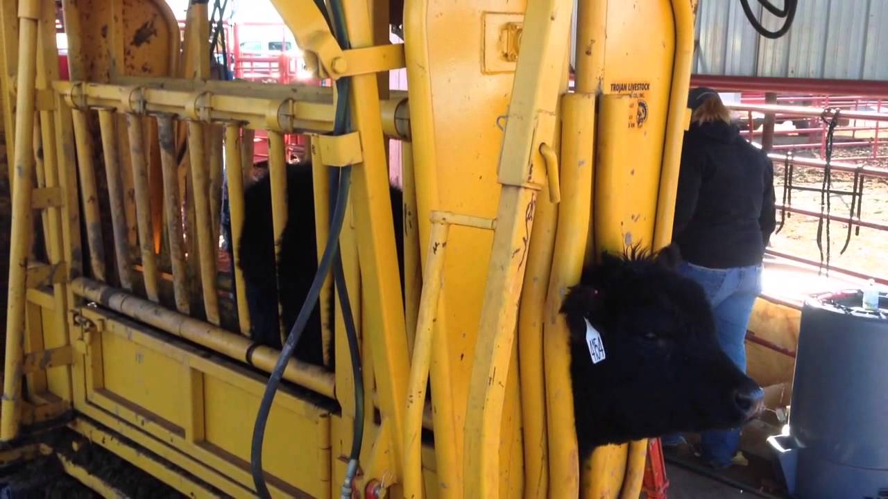 Big Iron Online Auctions, Trojan Hydraulic Livestock Chute YouTube