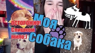 САННИ.Она украла мое сердце...и АЙФОН!!!;) Моя собака ;D Золотистый ретривер. GOLDEN RETRIVER САННИ.Она украла мое сердце...и АЙФОН!!!;) Моя собака ;D Золотистый ретривер. GOLDEN RETRIVER