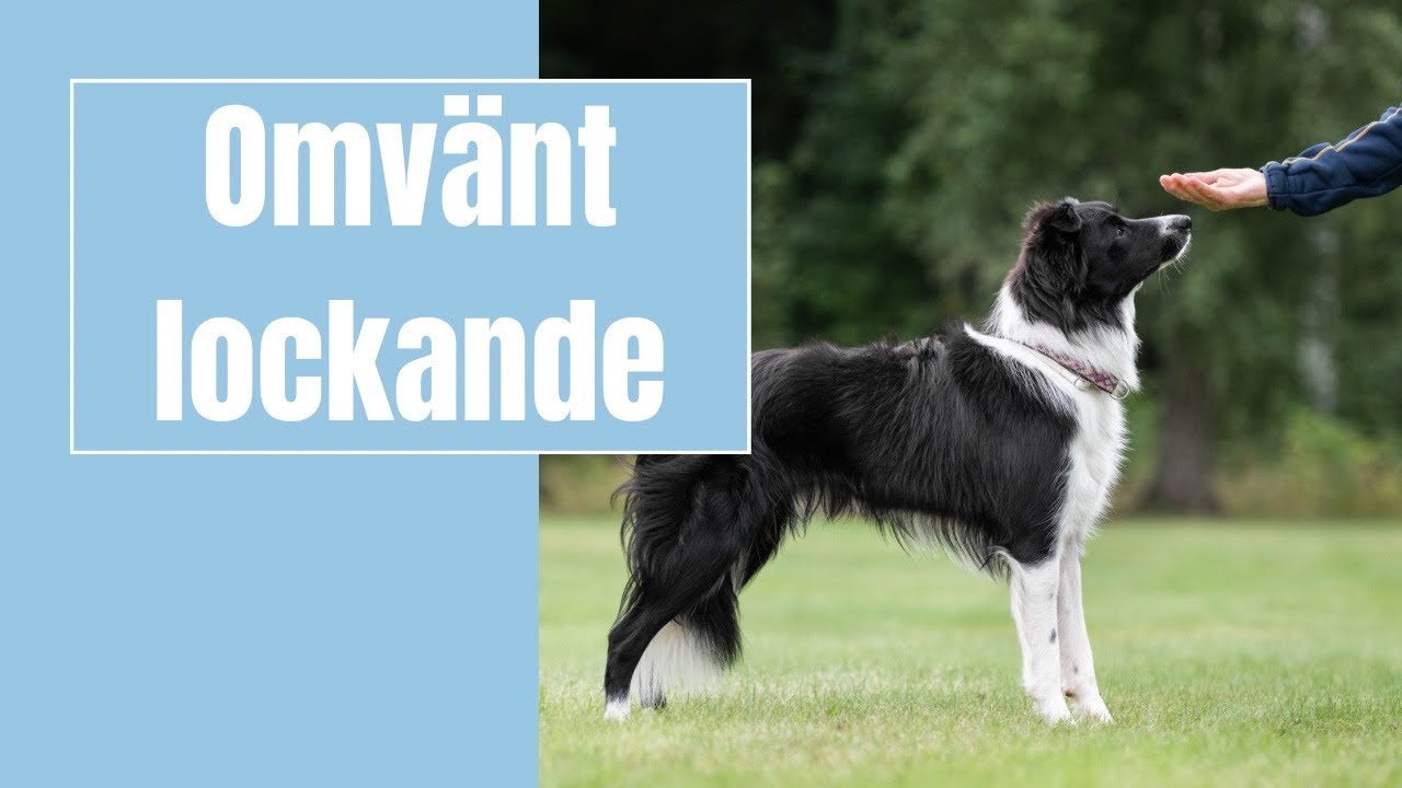 Introduktion Omvänt lockande