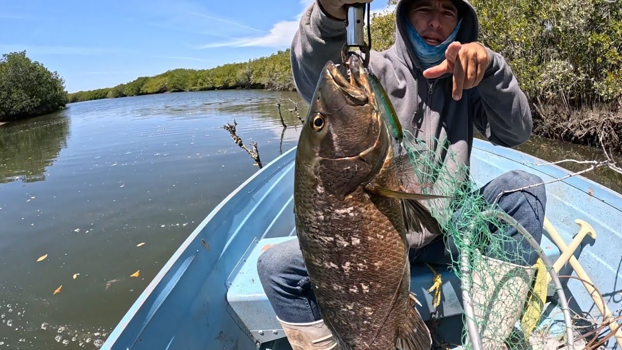 Excelente Pesca Robalo y este Pargo de 3 k 200 g me remolcó hacia la Palizada