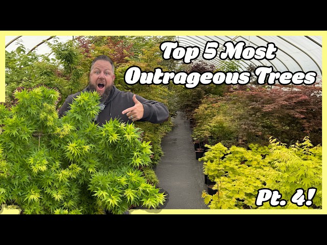 Top 5 Most Outrageous Japanese Maples at Buchholz Nursery Spring