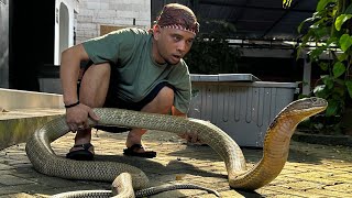 WIDI KING COBRA BESAR DARI KALIMANTAN! LEBIH GALAK DARI GARAGA PANJI NYARIS KEGIGIT