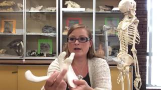 Dr. Mayberry talks Scapula Landmarks