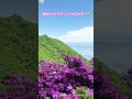 雲仙のミヤマキリシマもサイコーやったよ🌸
