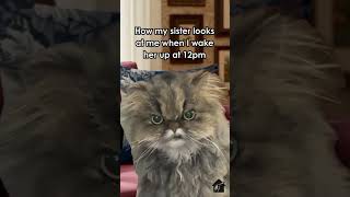 Daily meme 123 😂😂 #memes #comedy #funny #shortvideo #relatable #viral #cat #comedyshorts