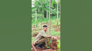 Cách đôn tiêu lươn,ngành gọn #nguyênnôngdân81