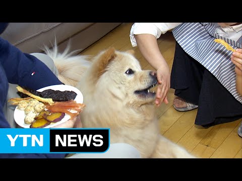 '쿡방 열풍' 반려동물 먹거리도 바꿨다 / YTN