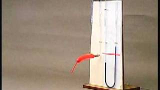 Formation of an aneurysm  simulated by the inflation of a manometer balloon