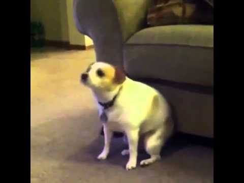 chihuahua twerking