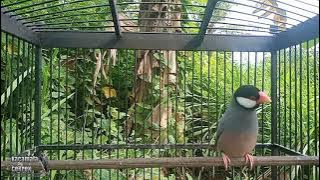 Suara Pikat Burung Gelatik Belong Gacor