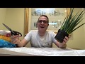 How to Repot Sansevieria Cylindrica