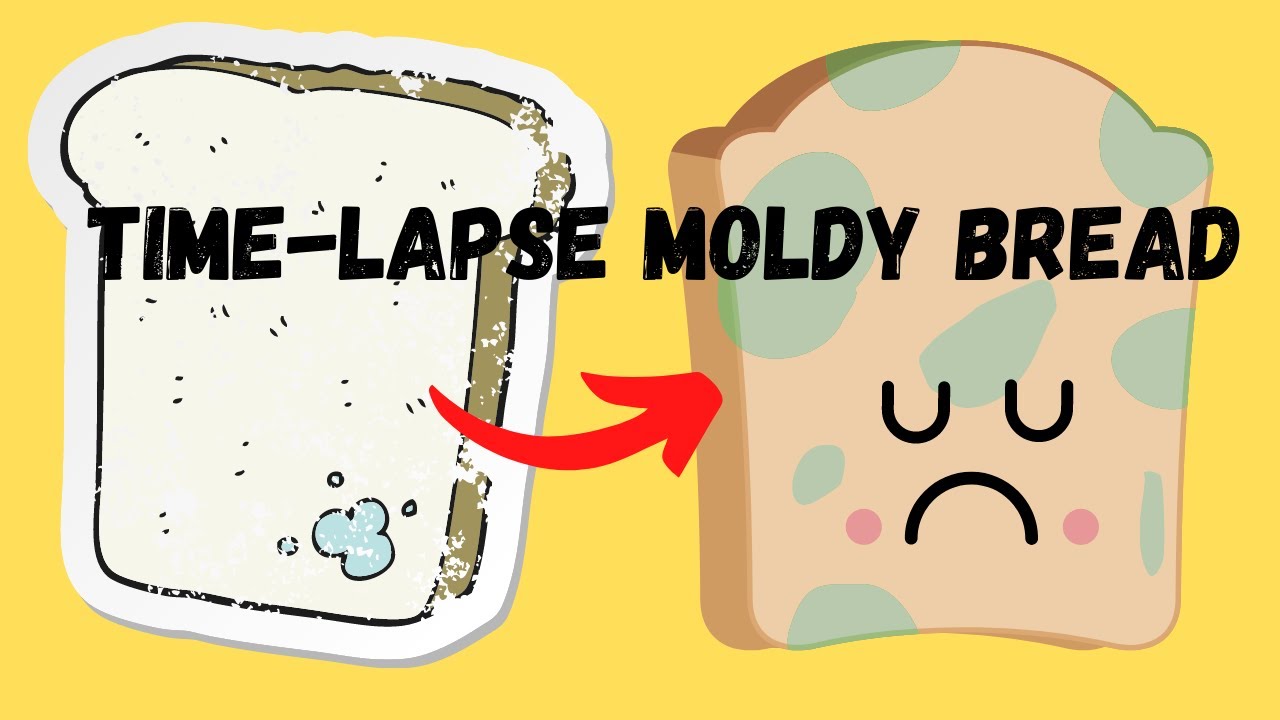 HOW TO GROW MOLDS, GROW MOLDS ON BREAD, BREAD MOLD EXPERIMENT