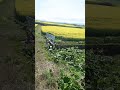 北海道滝川菜の花畑 #youtubeshorts
