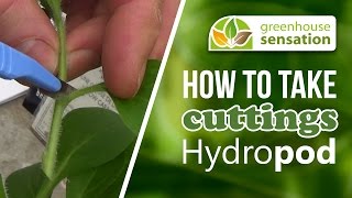 Download Lagu How To Take Cuttings: Hydropod Cuttings Propagator MP3