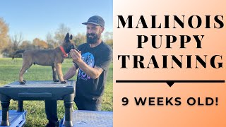 MALINOIS PUPPY TRAINING!  9 WEEKS OLD!  AGILITY & RINGSPORT // Andy Krueger