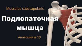 Подлопаточная мышца. Subscapularis Muscle. Анатомия подлопаточной мышцы.