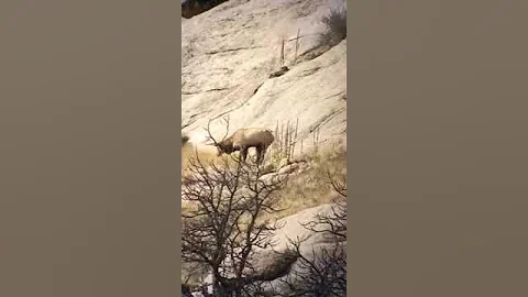 Slow Motion Area 7 Wyoming Rifle Elk Shot