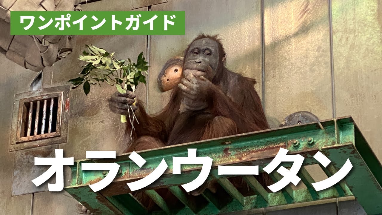ワンポイントガイド(オランウータン) - YouTube