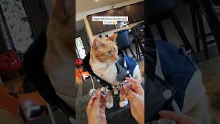 Please use some common sense…. I only have 2 hands. #seventheorangecat #catfashion #catlovers #cats