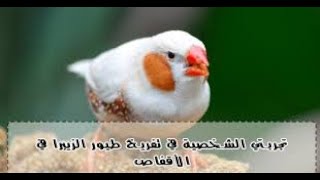 تربية وتفريخ طيور الزيبرا  الجنه على اصولها #1