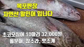 자연산 활민어 입니다. 초코오징어 10마리 32.000원 내장맛이 너무나 맛있습니다. 통찜해서 드세요. 완도수산 초코오징어 완도수산