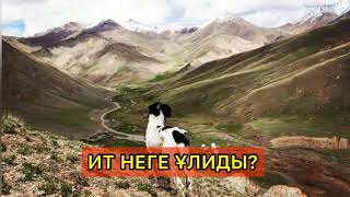 Ит неге ұлиды? (Желіден алынған)