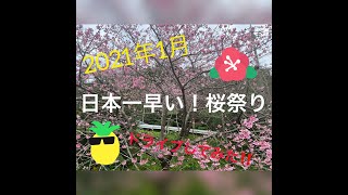 沖縄の日本一早い桜祭り（2021/1）