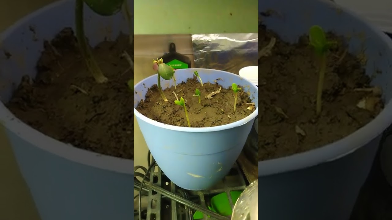 Growing Asian Pear from seed. Pt. 1