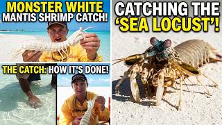 Catching Alien like Mantis Shrimps
