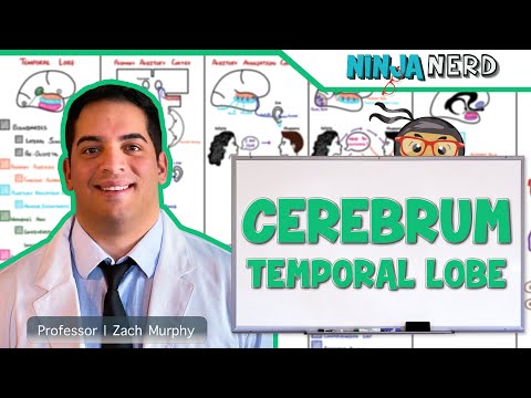 Neurology | Cerebrum: Temporal Lobe Anatomy & Function