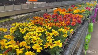 Seasonal plants in Bunnings 