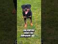 Rottweiler Impulse Control Training | Down, Stay, Ball Temptation & Break Command 🐾💪 #rottweiler