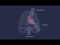 Vscan Air™ | The fundamentals of ultrasound