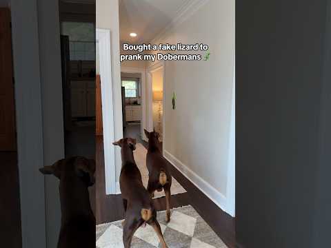 Big Nando Ft. Crim3n, A3chiri , Lushh - Sin Permiso (Afrobow) Video Official