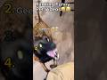 Ranking funny pet videos😂😂 #ranking #funny #pets #memes #reels#cat #parrot