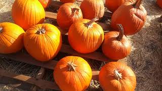 Pumpkins Galore