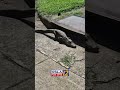 Baby alligator seen in Bossier City neighborhood 🐊⁠⁠