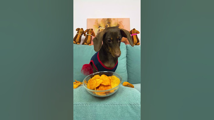 АРИАНА НЕ РУГАЕТСЯ НА ЧАПИТОСИКОВ🐶❤️❤️