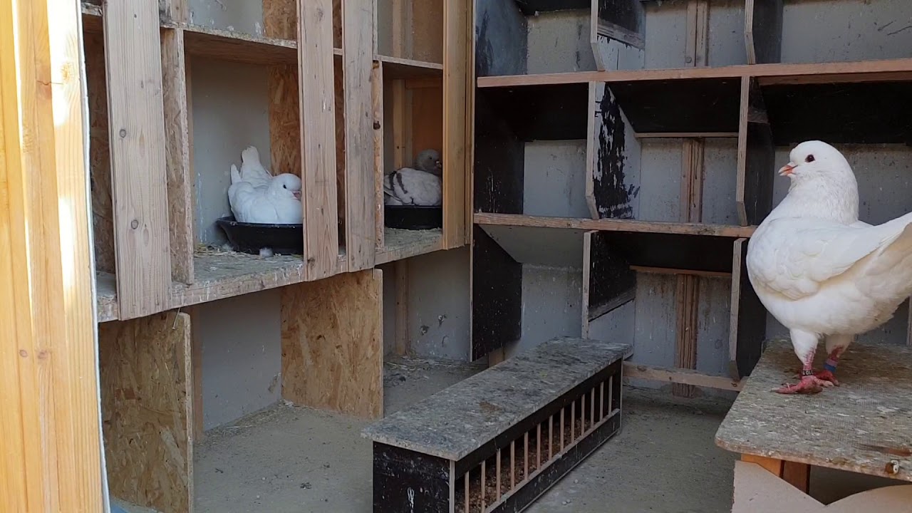 Hubbeltauben 4 mit Texaner und King Tauben