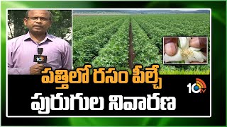 ప‌త్తిలో ర‌సం పీల్చే పురుగుల నివార‌ణ‌ | Management of insect pests of cotton | Matti Manishi | 10TV