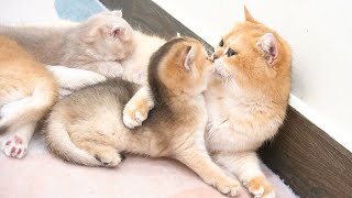 Gentle hugs and sweet kisses convey the mother cat's love for her kittens. Really sweet and happy!