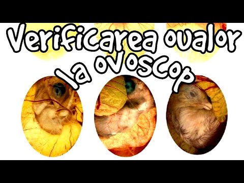 Video: Cum Arată Un Ou Fertilizat într-un Pui?