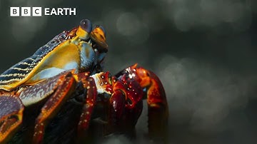 Incredible Wildlife Scenes Narrated by David Attenborough | BBC Earth | BBC Studios
