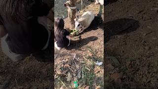 Domba ini dikasih makan gania dan temannya #shortvideo #domba