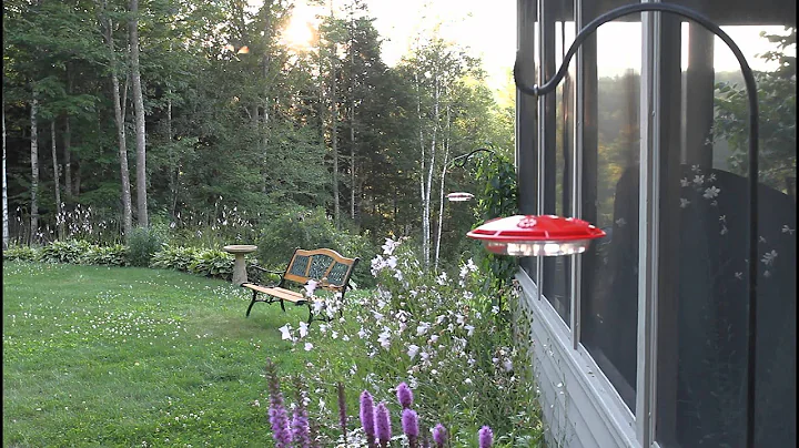 Hummingbirds that share our home... by Debra Lavoi...