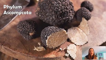Phylum Ascomycota